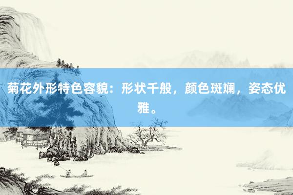 菊花外形特色容貌：形状千般，颜色斑斓，姿态优雅。